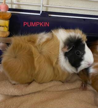 Rescue Guinea Pig Guinea Pigs for Adoption in Swanzey, New Hampshire - Pumpkin, Teddy, And Muffin | PetCurious